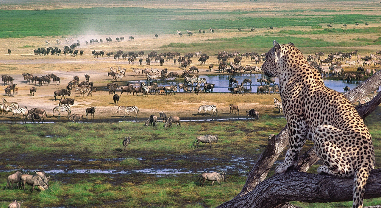 Image result for serengeti