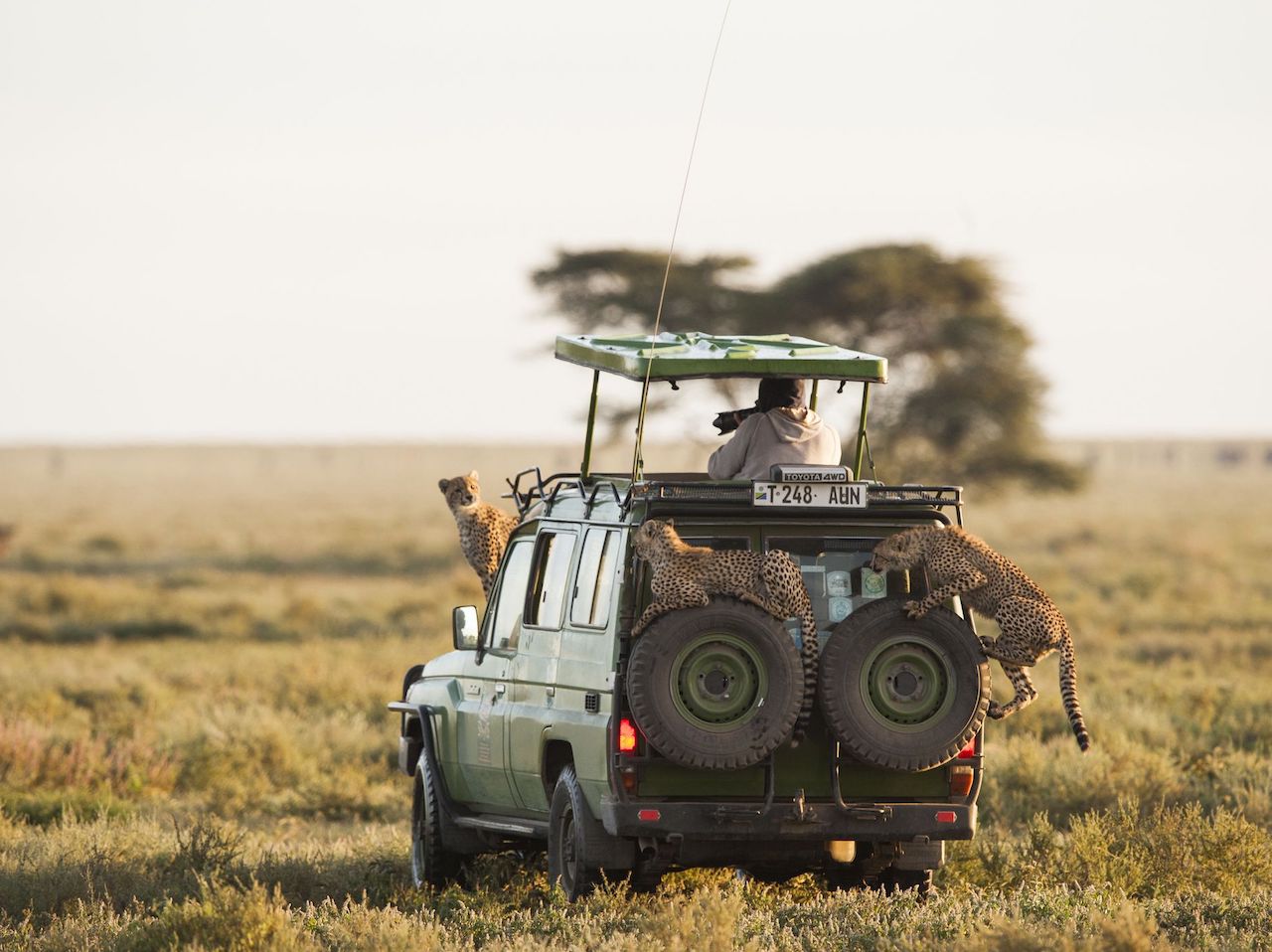 Why Visit Tanzania for safari