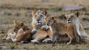 Tanzania safari best places to visit