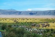 Ngorongoro Crater Safari Zanzibar