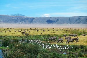 Ngorongoro Crater Safari Zanzibar