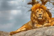 Serengeti safari and Zanzibar Packages