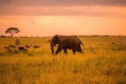 14 days safari Zanzibar elephant