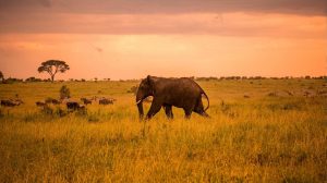 14 days safari Zanzibar elephant