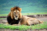 14 days safari zanzibar lion male