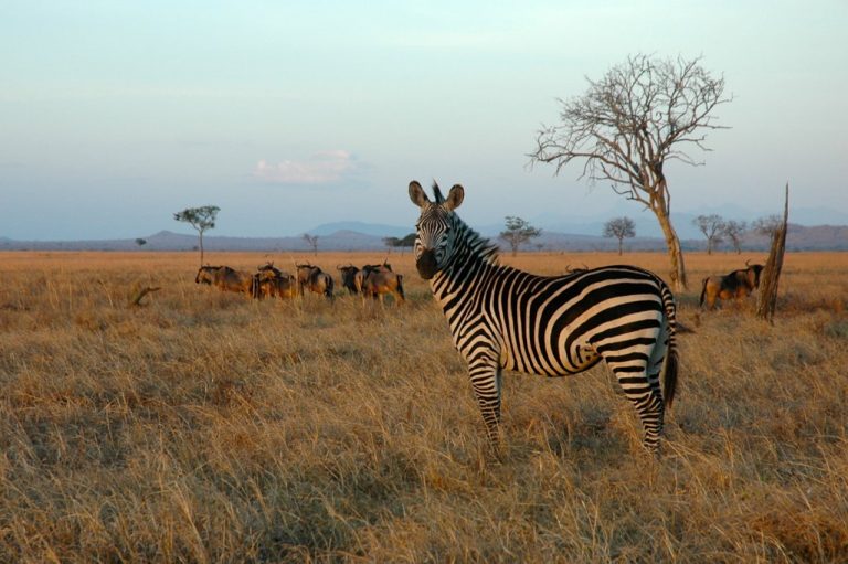 tanzania safari tours from dar es salaam