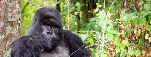 3 Days Gorilla Trekking Rwanda