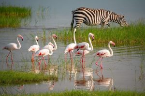 3-day safari from Zanzibar