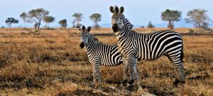 3 day safari Mikumi from zanzibar