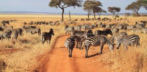 3 day safari north Tanzania from Zanzibar