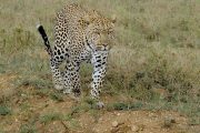 4 Days Safari Tanzania