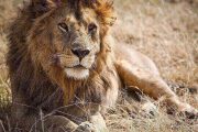 Lions Tanzania Safari