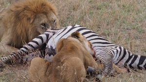 Lions Tanzania Safari