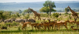 safari from dar es salaam