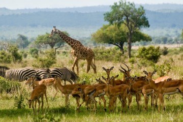 safari from dar es salaam