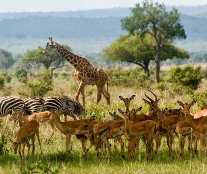 safari from dar es salaam