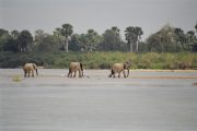 Selous safari Tanzania