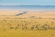 Serengeti honeymoon safari