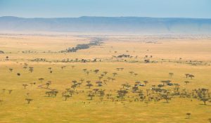 Serengeti honeymoon safari