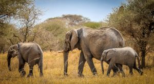 Tanzania Safari Tarangire