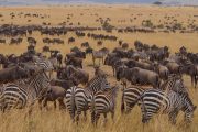 Wildebeests Zebras Serengeti 14 Days