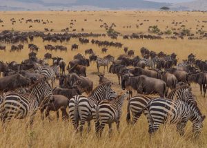 Wildebeests Zebras Serengeti 14 Days