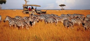 Tanzania Wildlife Safari