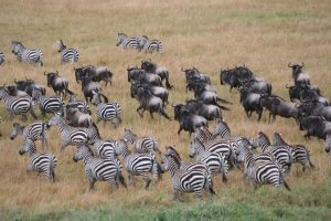 Safari with Family 2 weeks