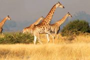 selous safari tanzania