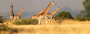 selous safari tanzania