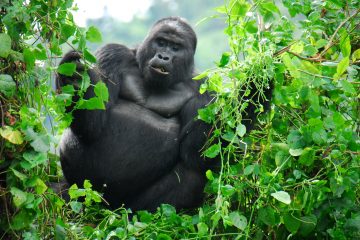 gorilla trekking rwanda