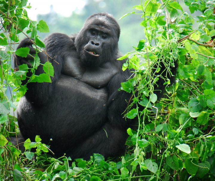 gorilla trekking rwanda