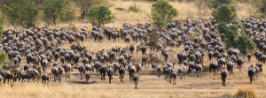 Kenya and Tanzania Safari Combined