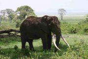 Elephant Ngorongoro Safari