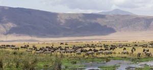 Ngorongoro Crater Safari