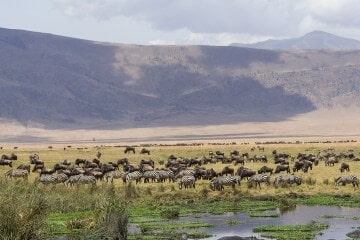 Ngorongoro Crater Safari
