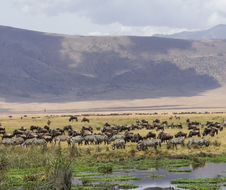 Ngorongoro Crater Safari