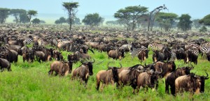 Ngorongoro Serengeti Safari