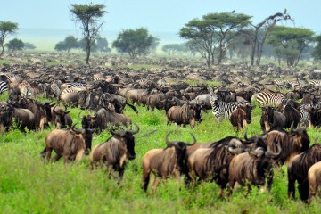 Ngorongoro Serengeti Safari