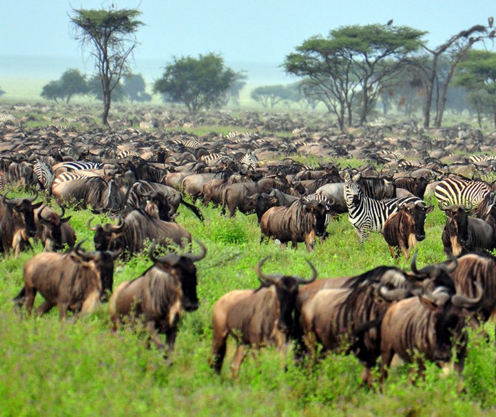 Ngorongoro Serengeti Safari