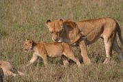 Ngorongoro safari Lions