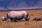 Ngorongoro Safari Rhinos