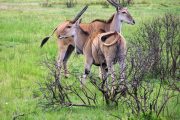 selous safari kudus