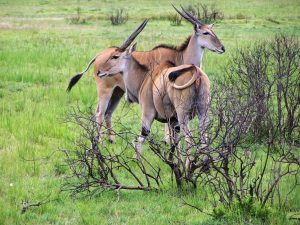 selous safari kudus