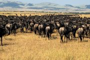 Short Serengeti Safari