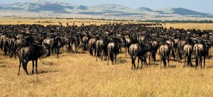 Short Serengeti Safari