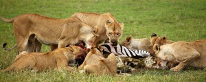 short serengeti safari