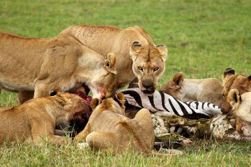 short serengeti safari