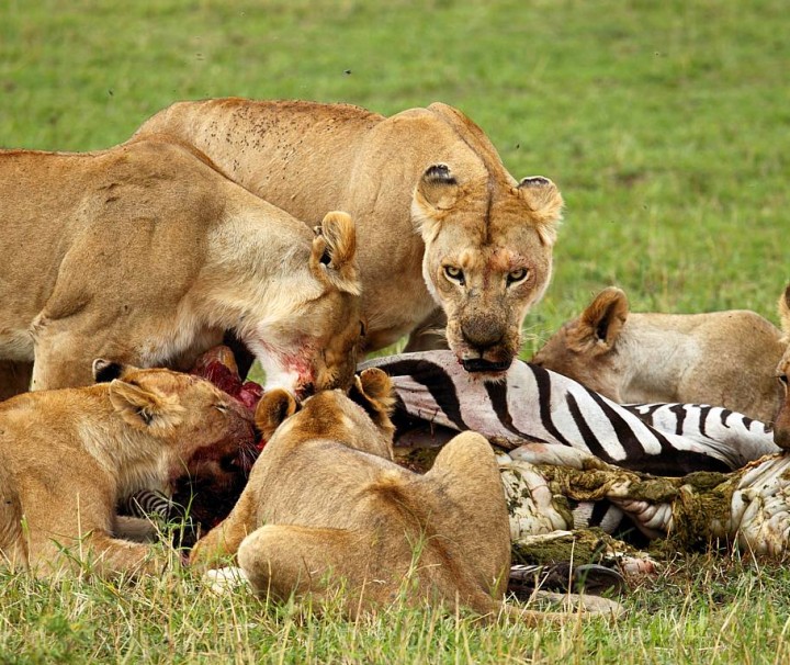 short serengeti safari