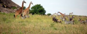 Tanzania Safari FAQS